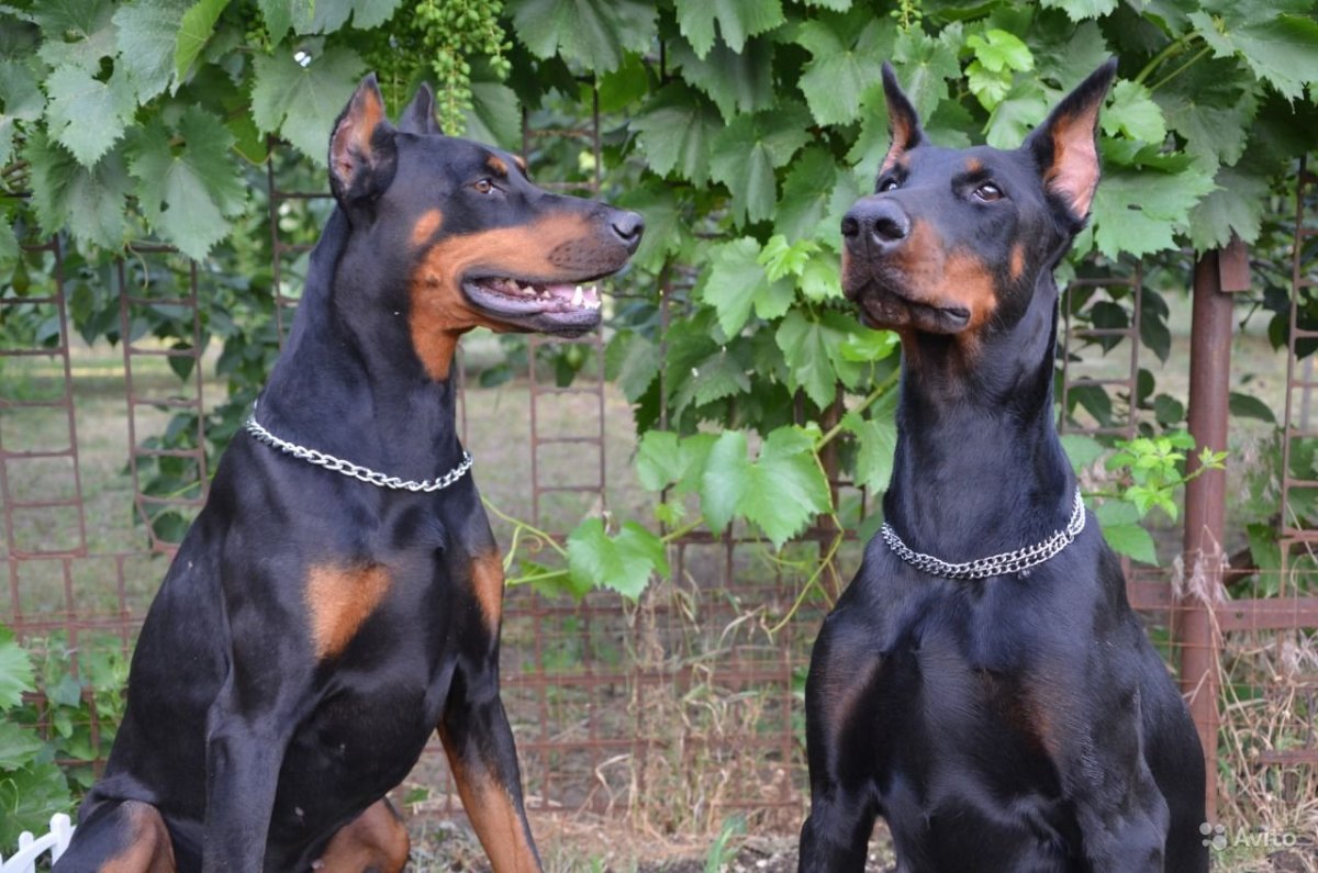Доберман Сириус