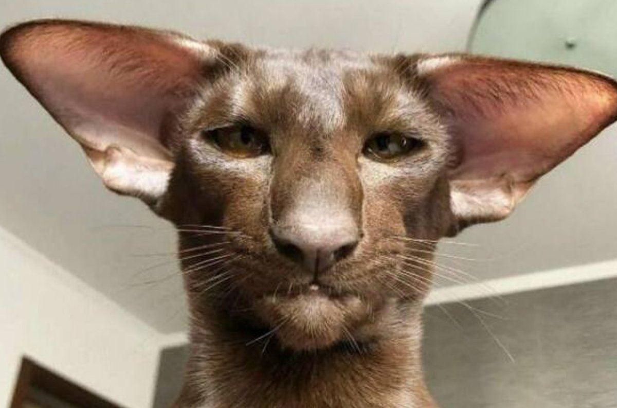 Кот Ориентал