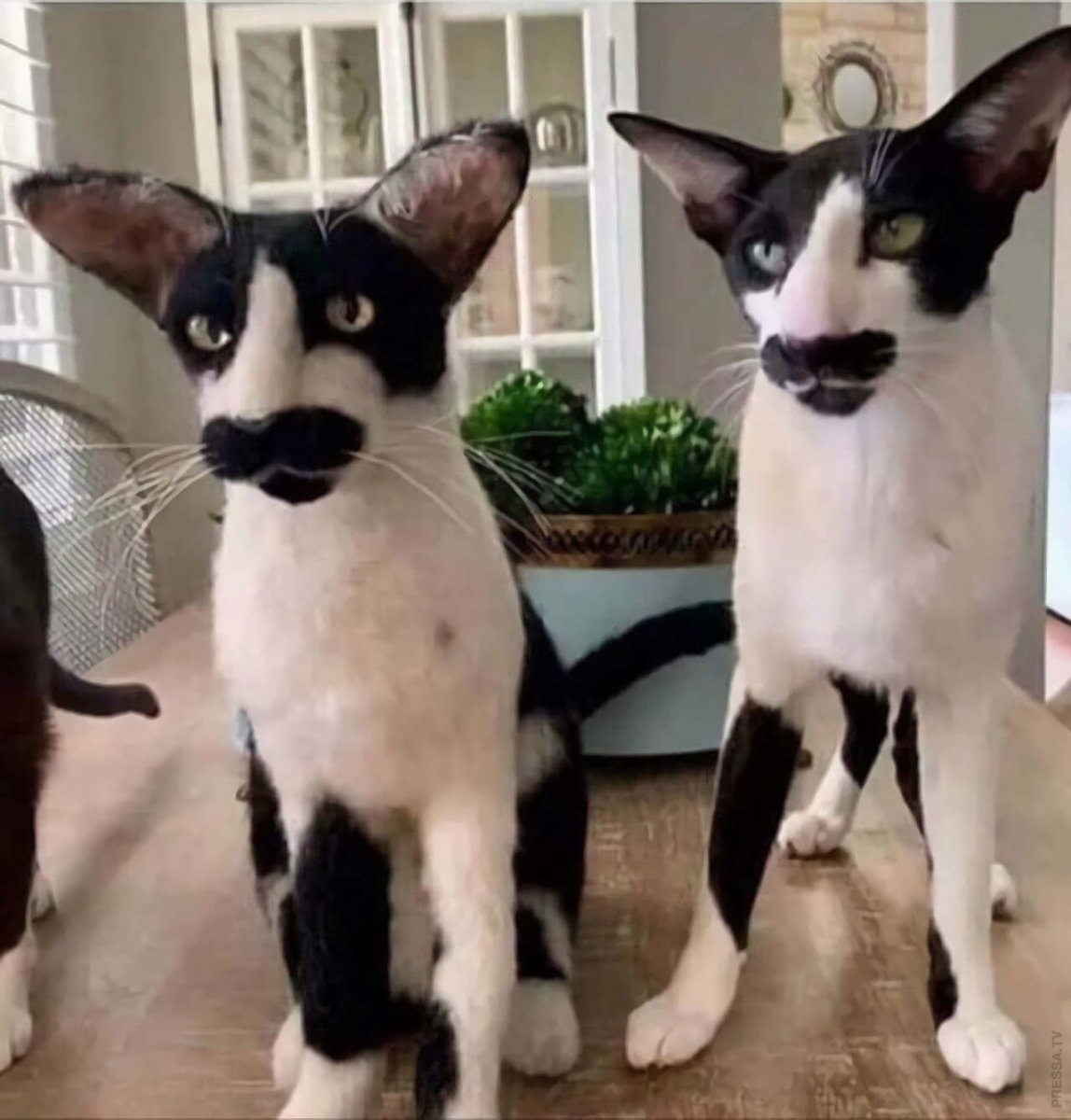 Коты грузины