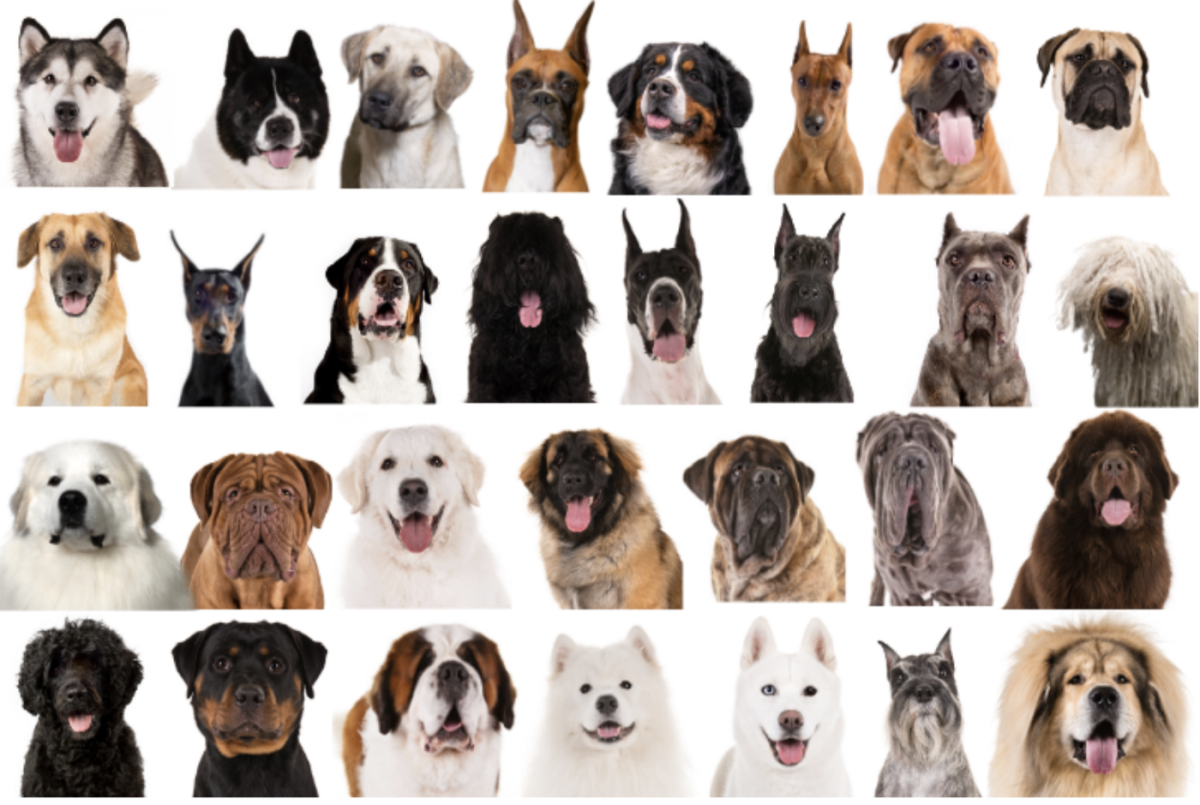 Переходные породы собак