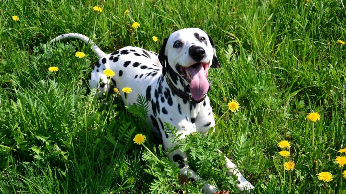 Собаки породы далматинец