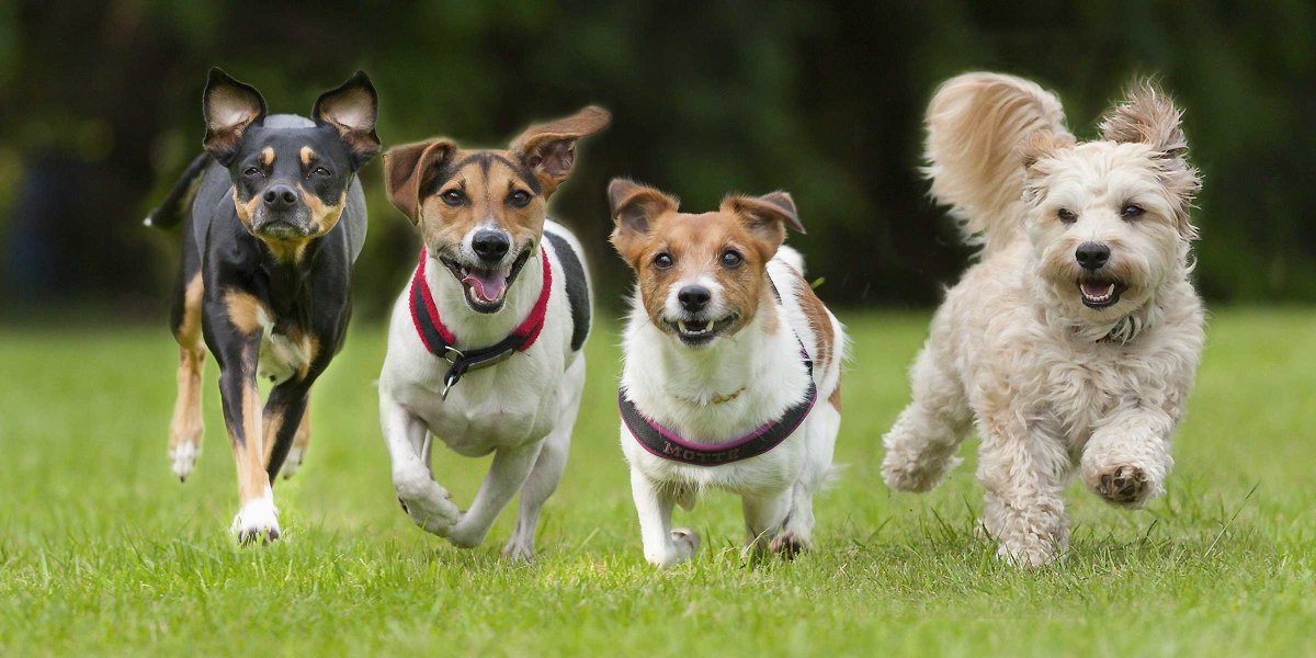 Разные собаки