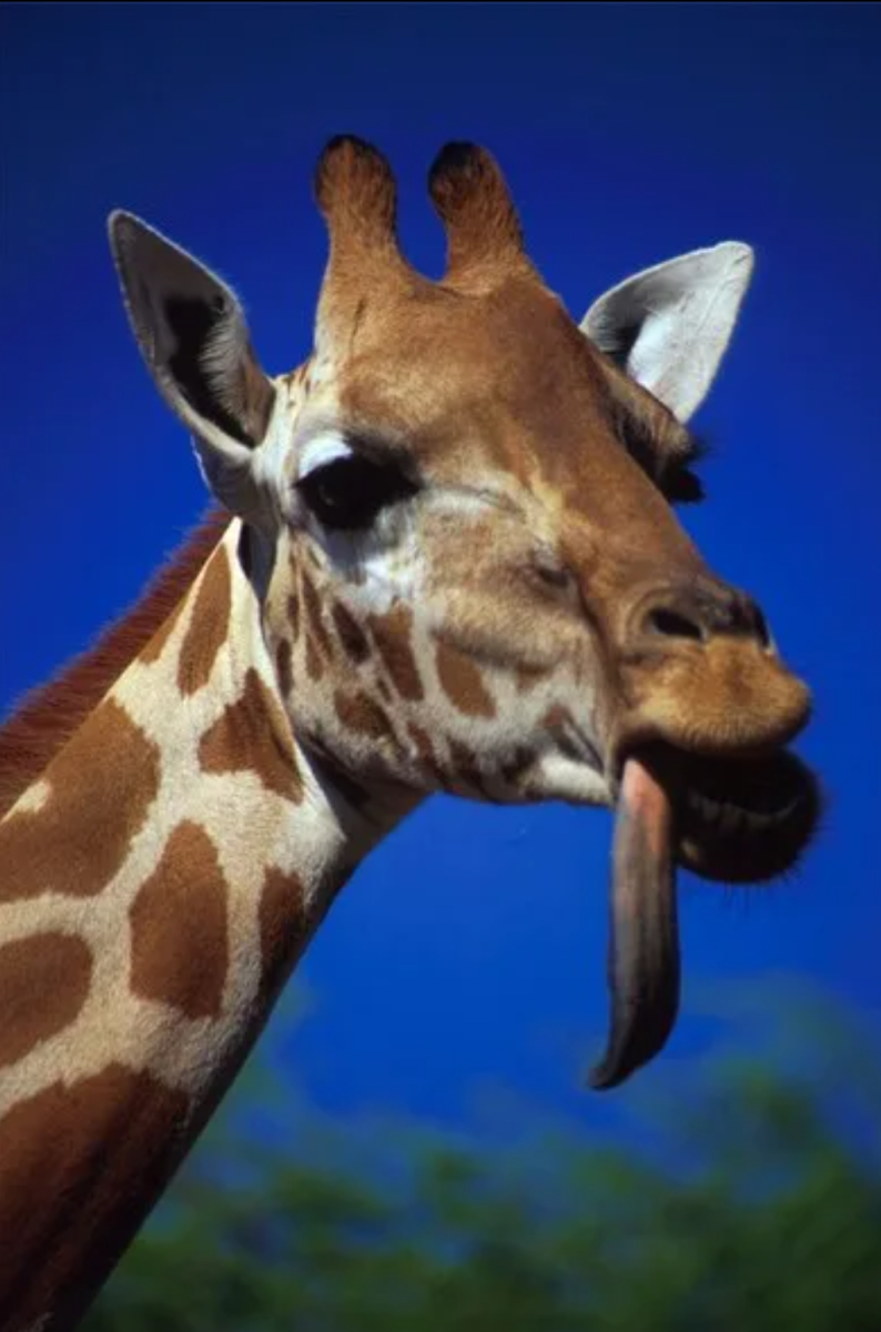 Жираф 5 Рогов