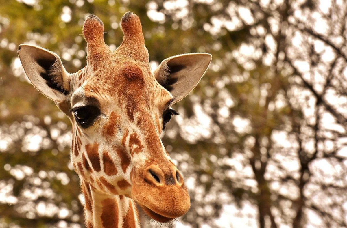 Жираф морда