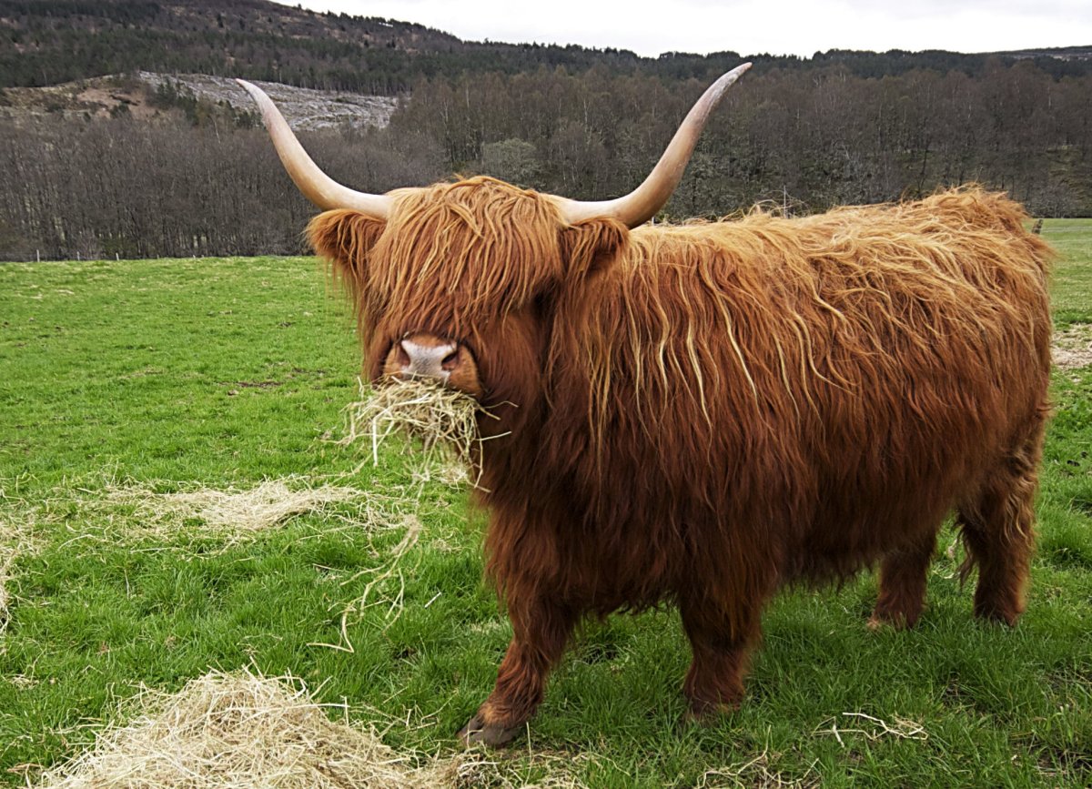 Бык хайленд Ангус