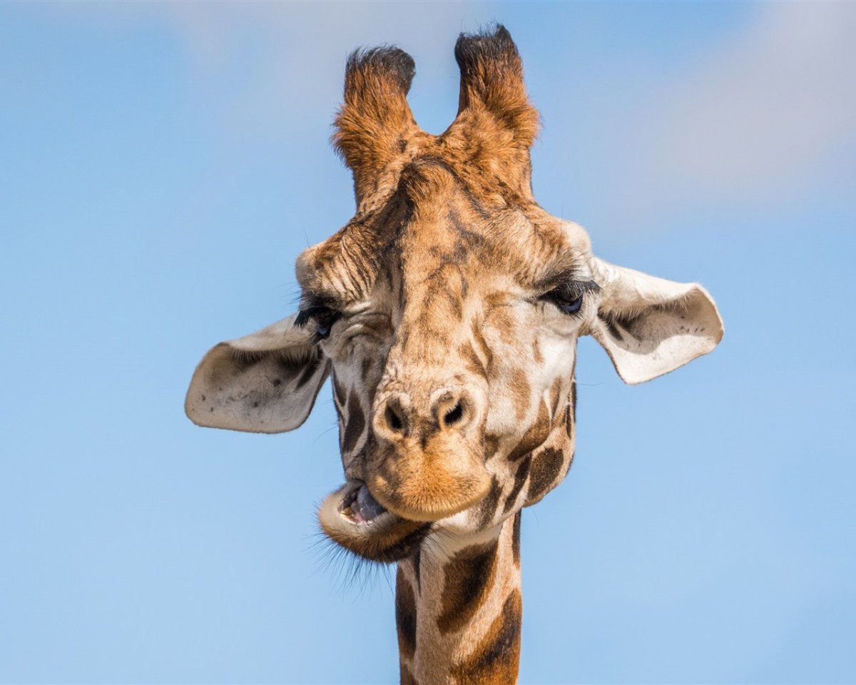 Смешная морда жирафа