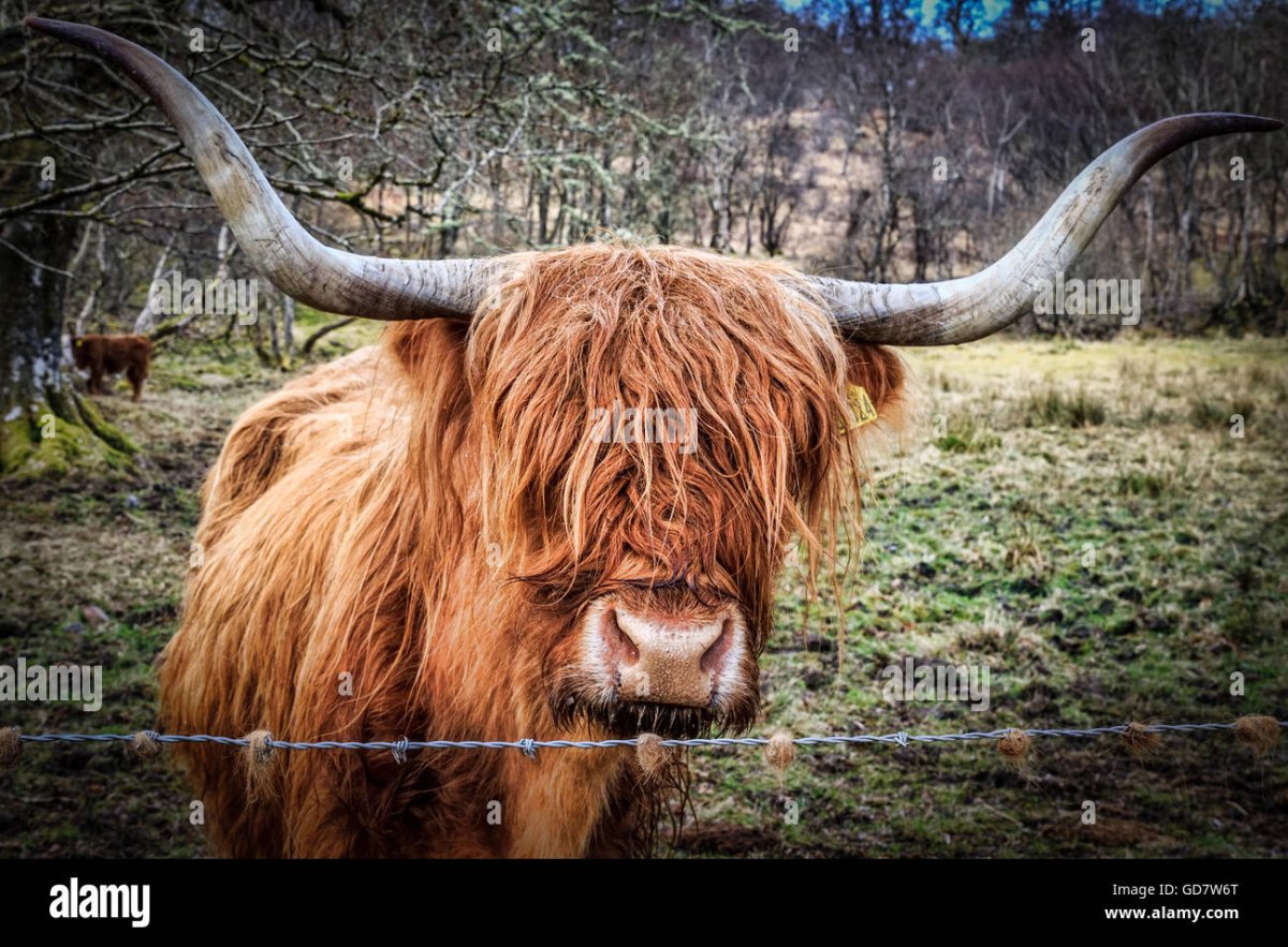 Животное похожее на быка но лохматое