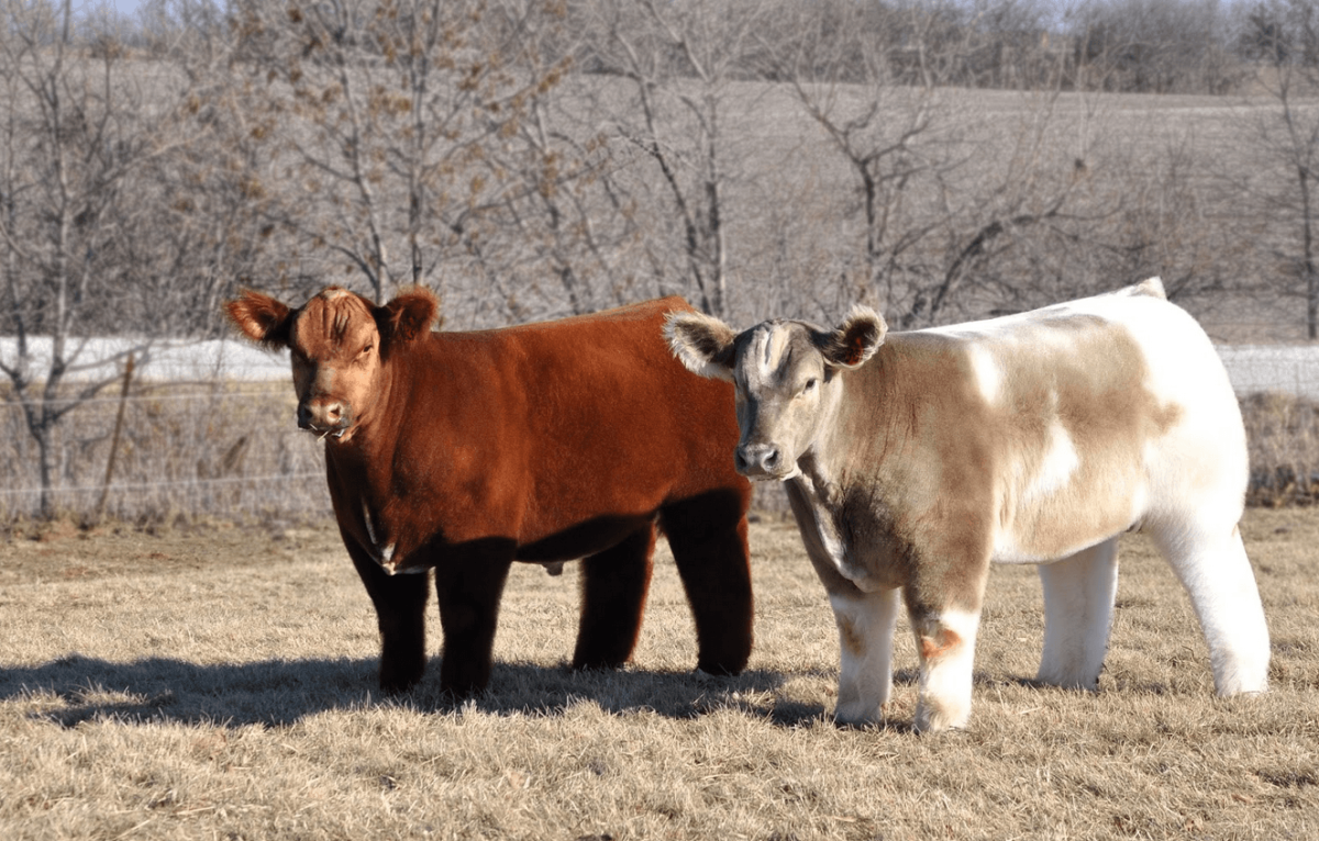 Айова порода коров