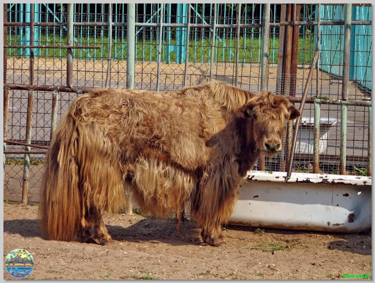 Лохматые быки в Абхазии