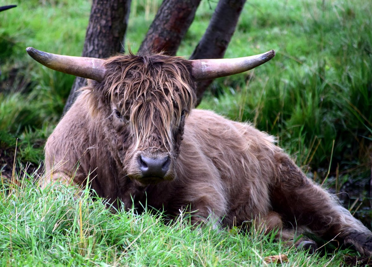 Кудрявый бык