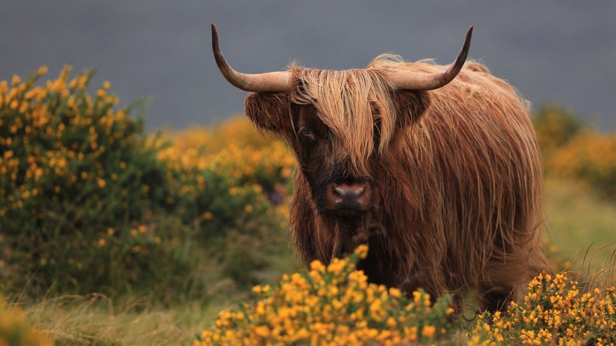Браун хайленд бык