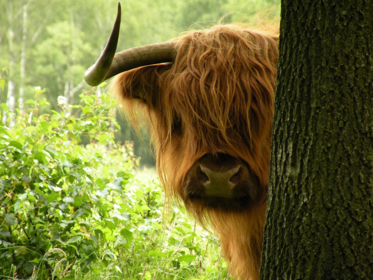 Корова с мохнатыми ушами