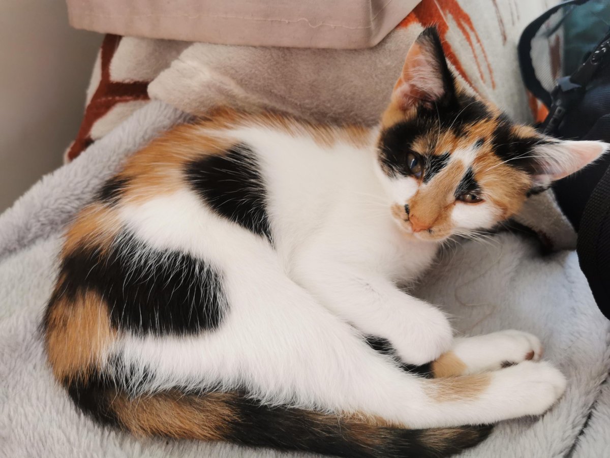 Кошка Офелия