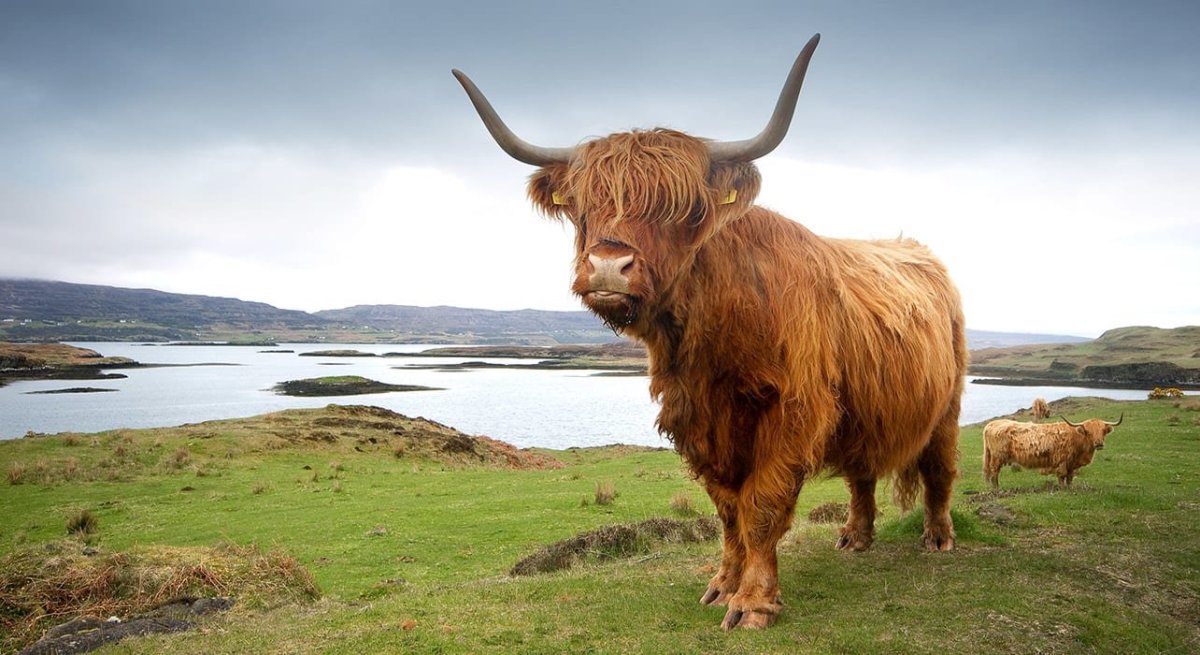 Шотландский бык хайленд