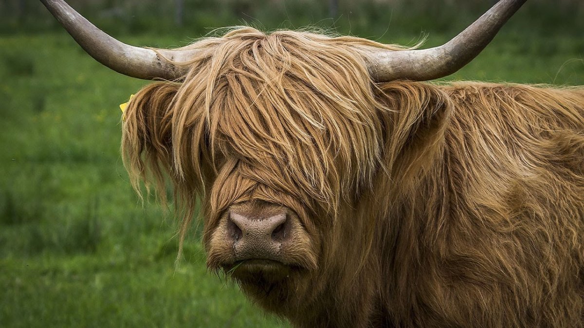 Shaggy Cow