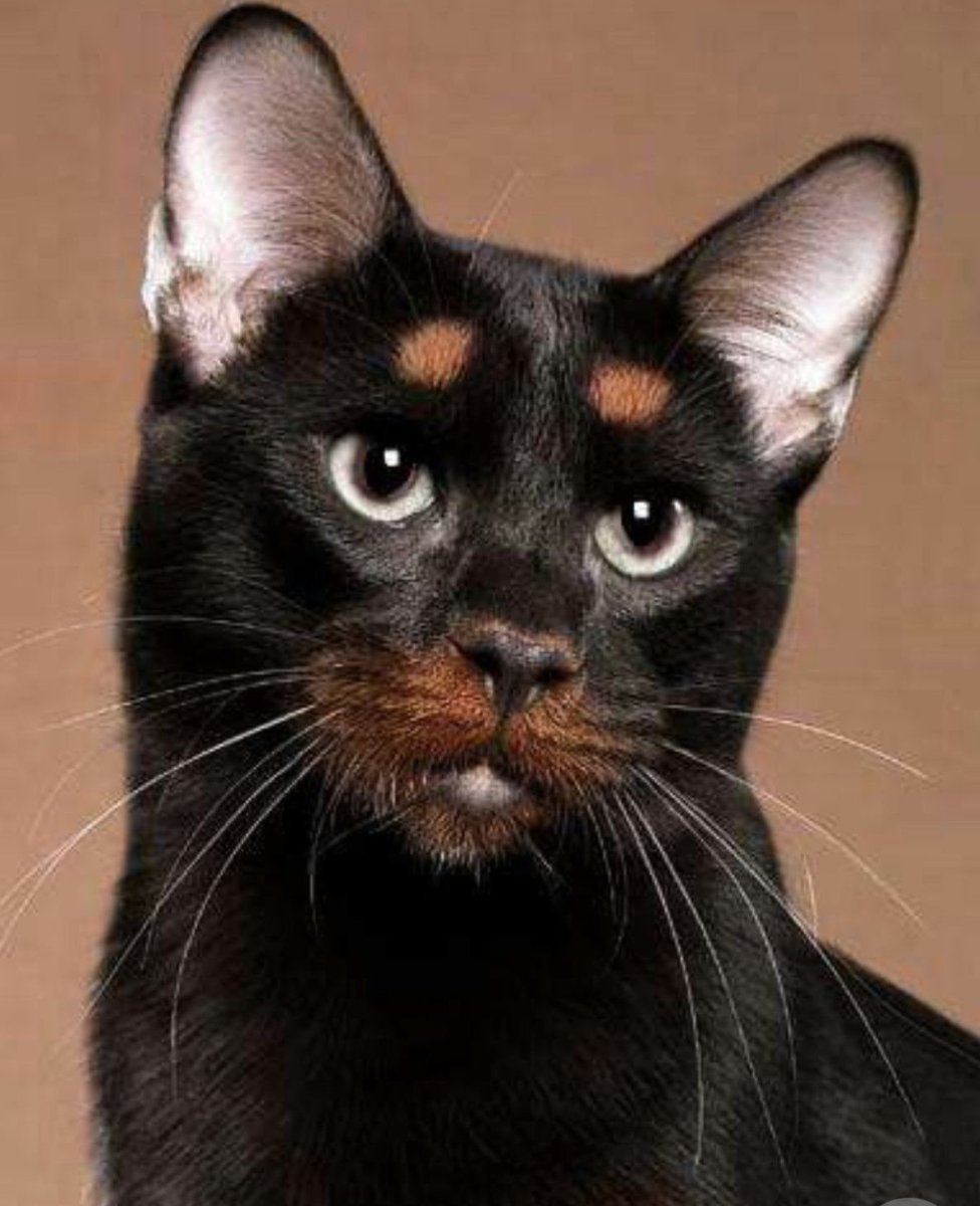 Необычные коты