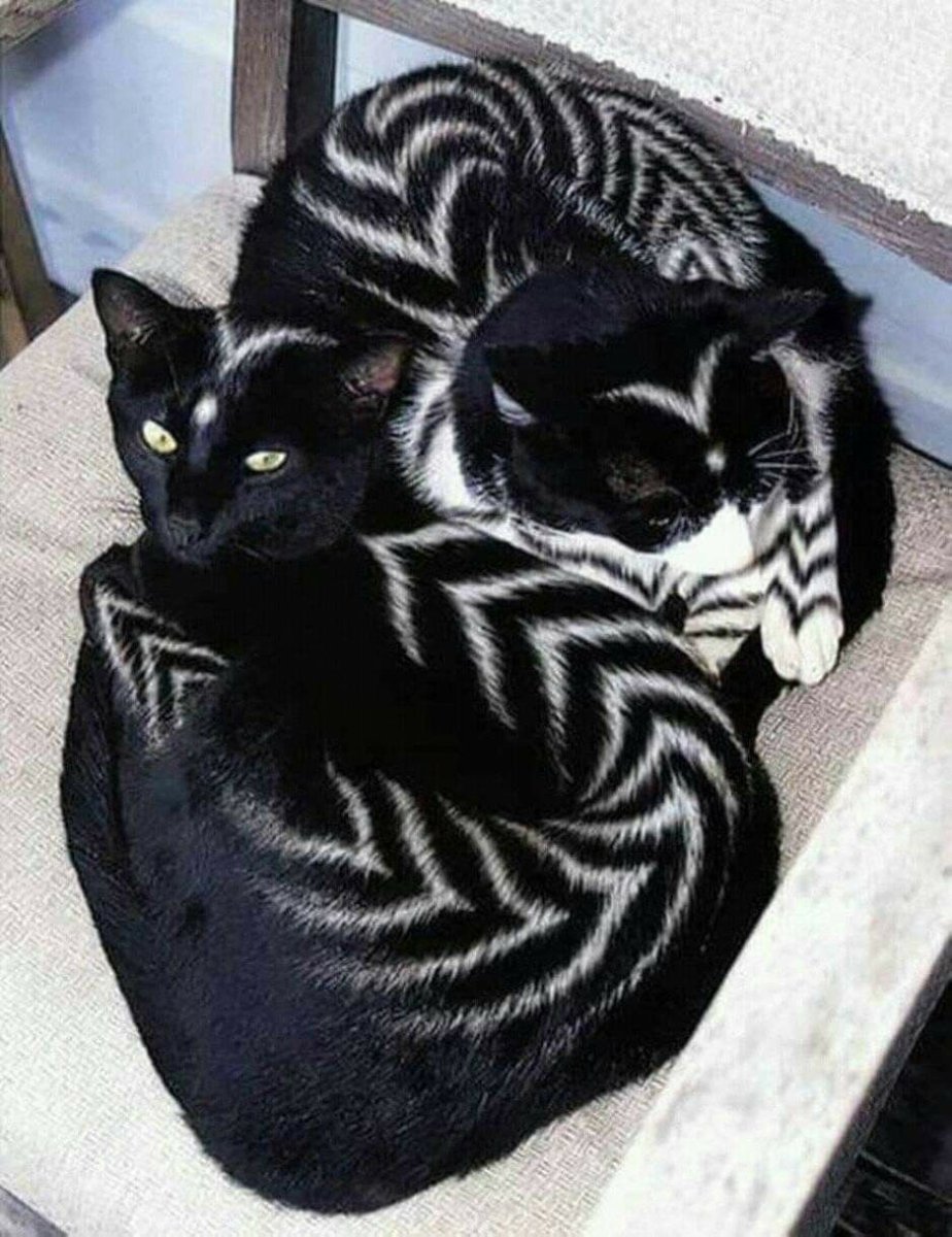 Необычные расцветки котов