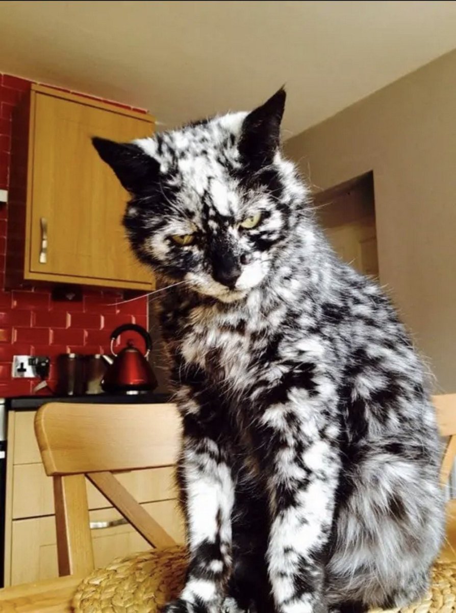 Кот с витилиго