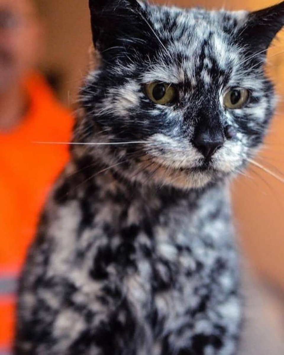 Кот с витилиго