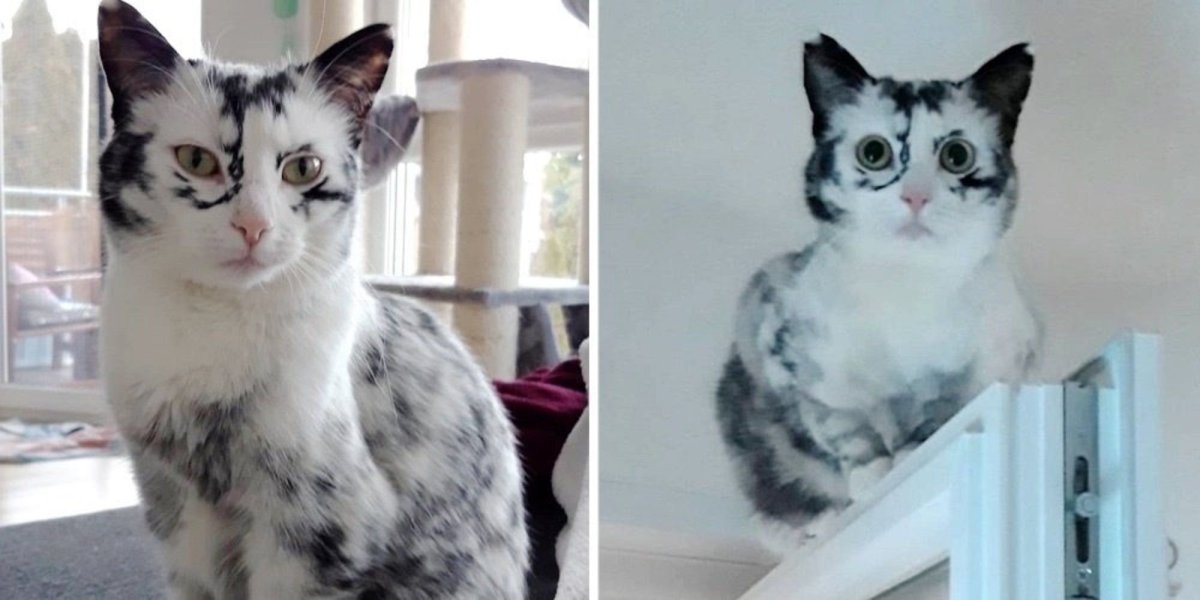 Витилиго окраса у кошек