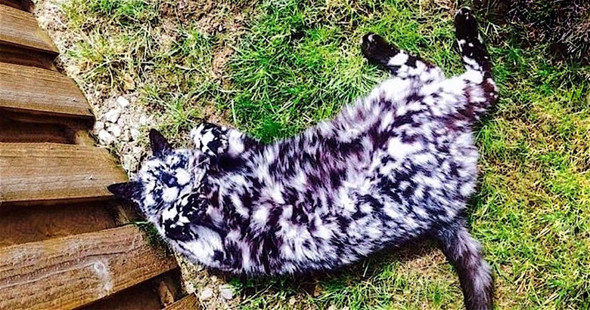 Двуликая кошка Венера