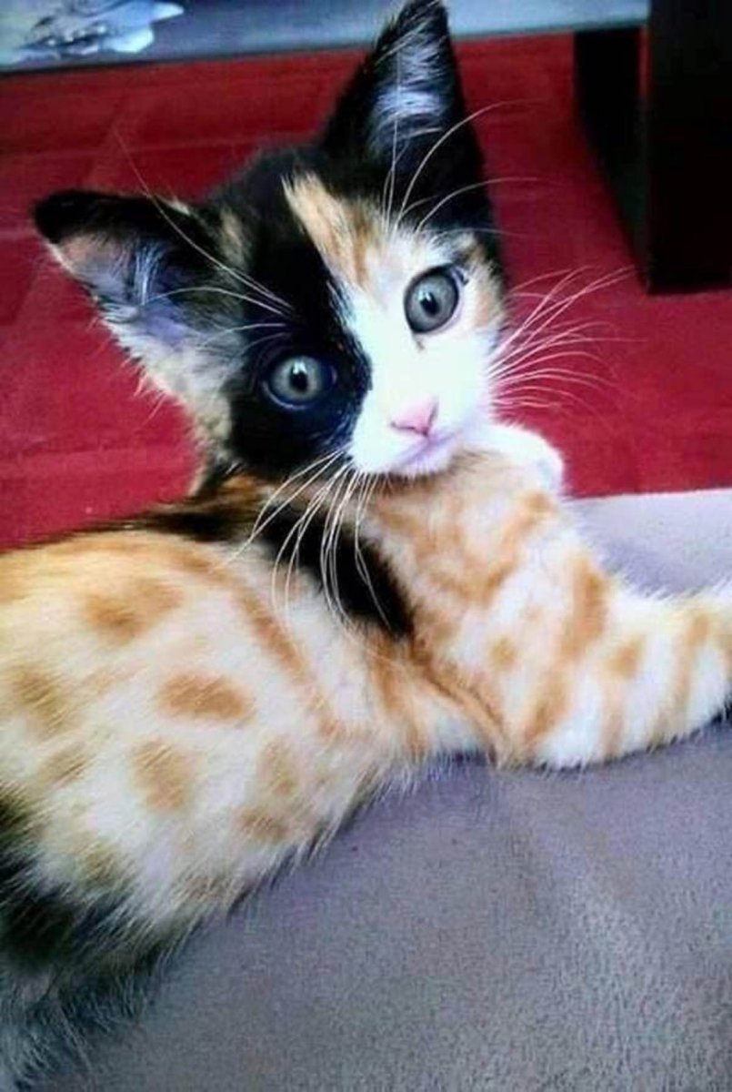 Коты необычной окраски