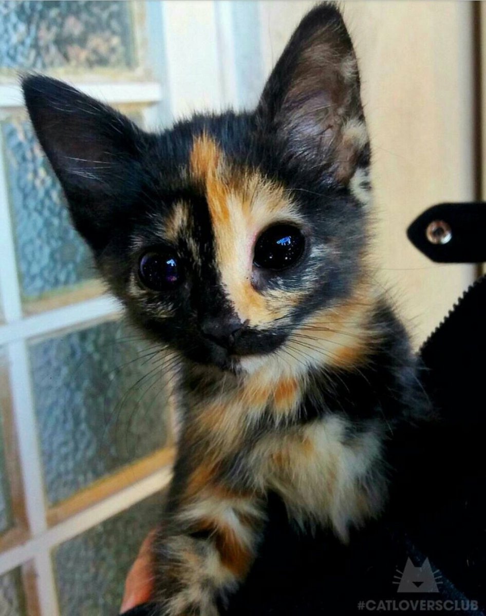 Необычные котята