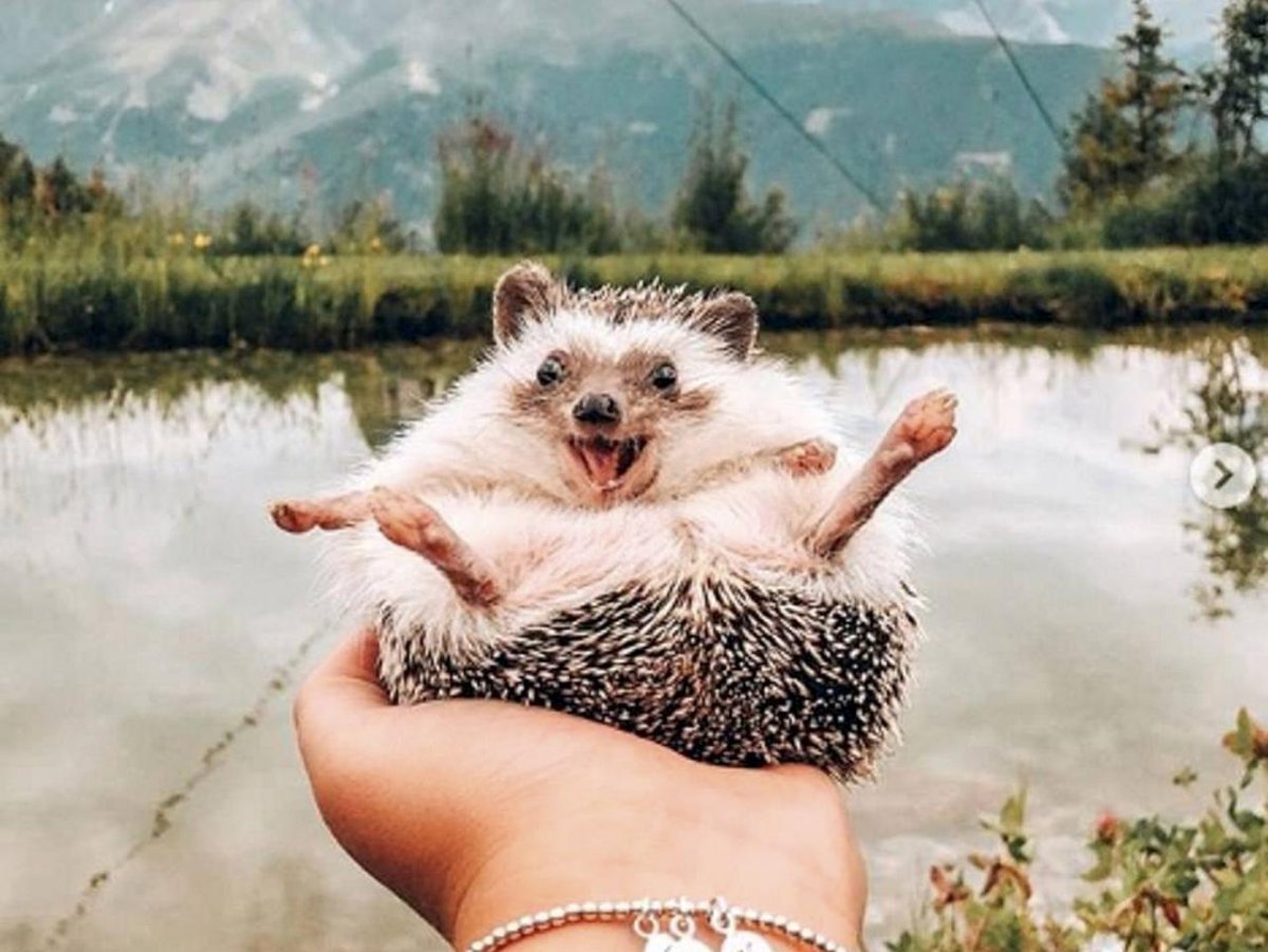 Радостный Ежик