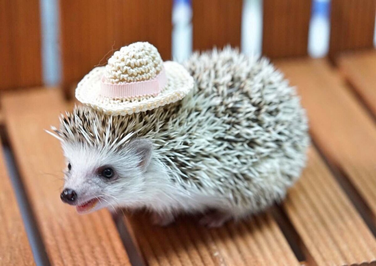 Морские Ёжики Тепанг