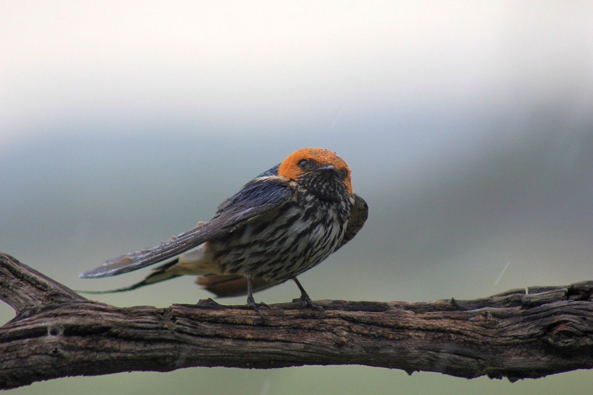 Большие птицы полосатые