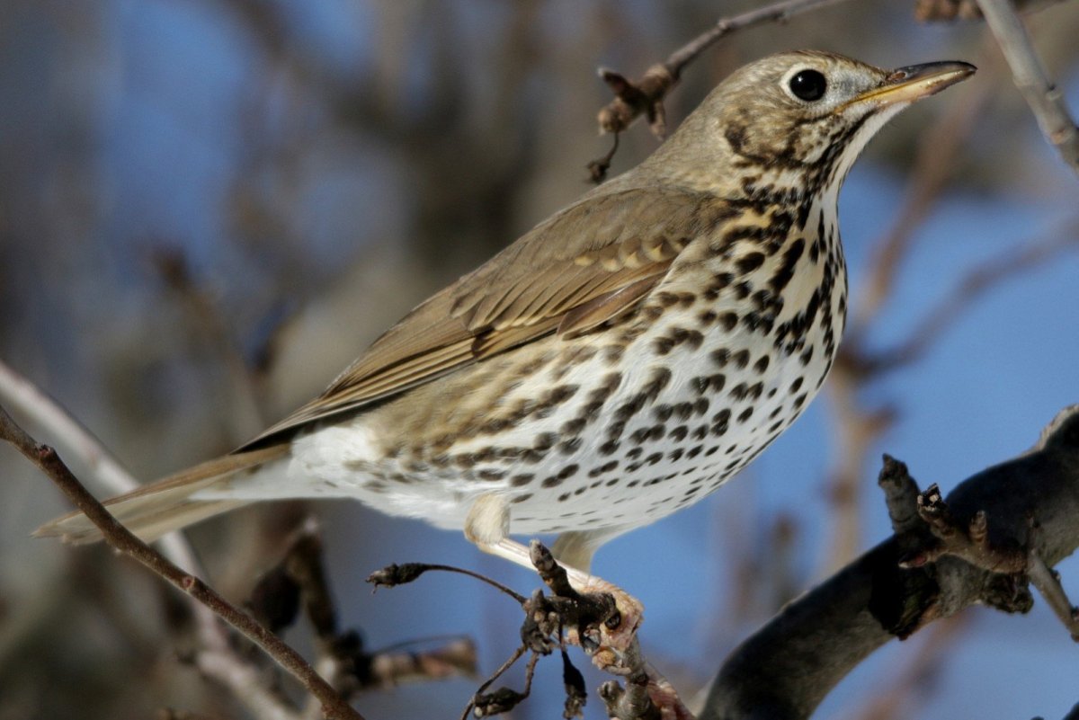 Чиж самка и самец
