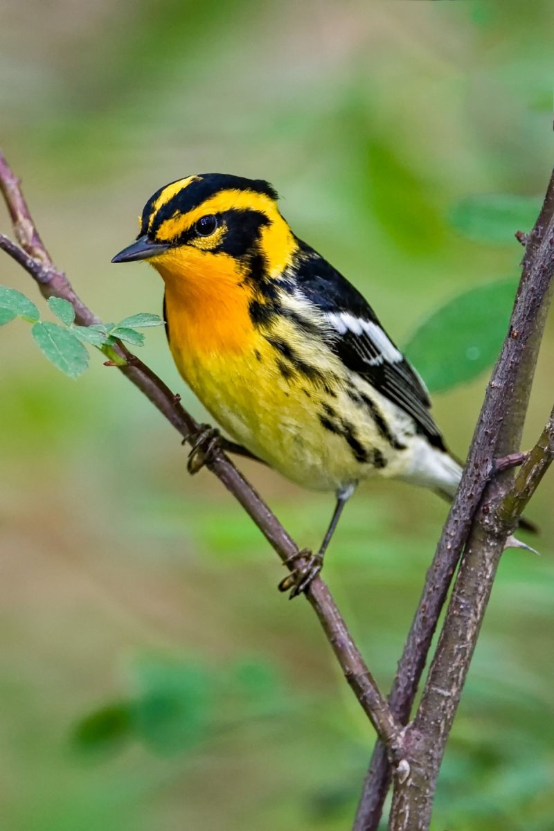 Blackburnian Warbler птица