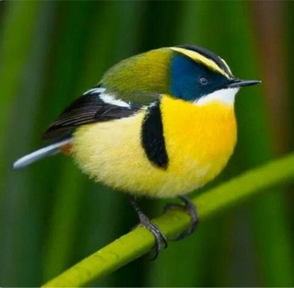 Серенькая птичка с длинным хвостиком