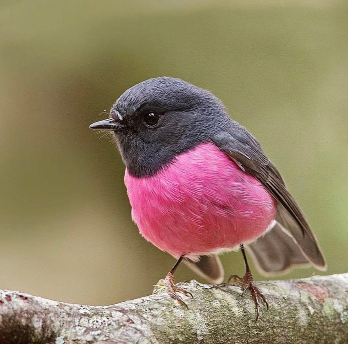 Птица с белой полоской на голове