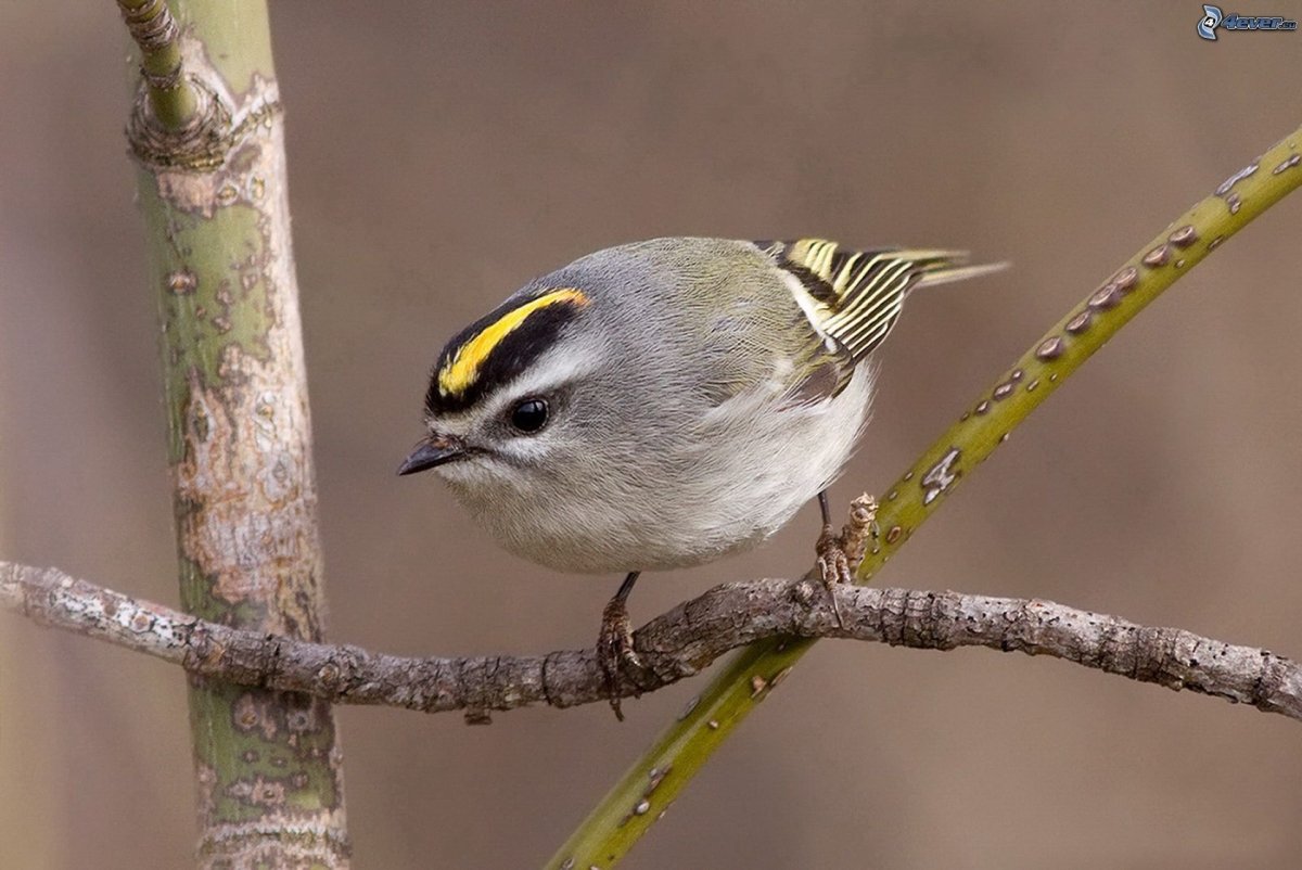 Золотоголовый Королек