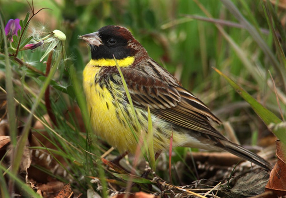 Овсянка Дубровник птица