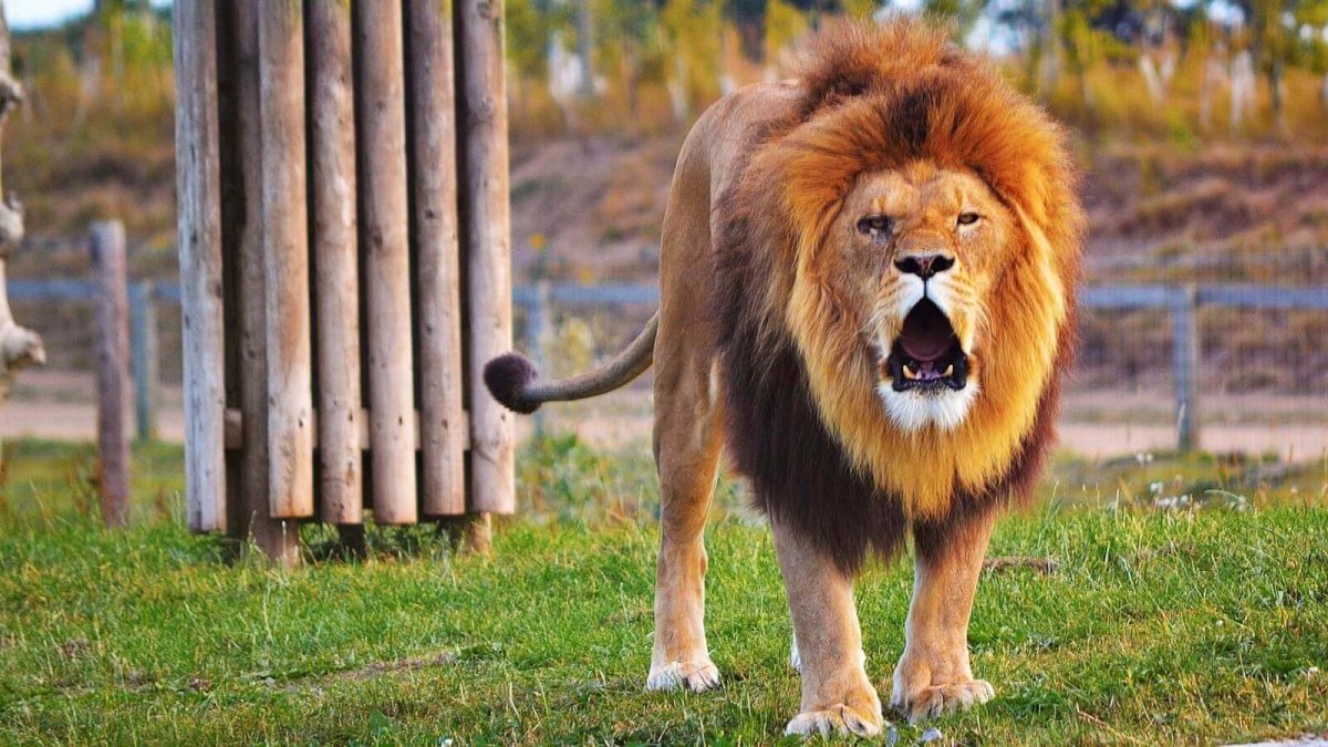 Вес взрослого Льва