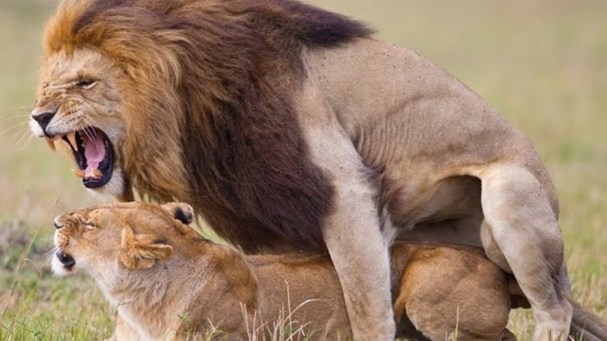 Картинка характер дикий