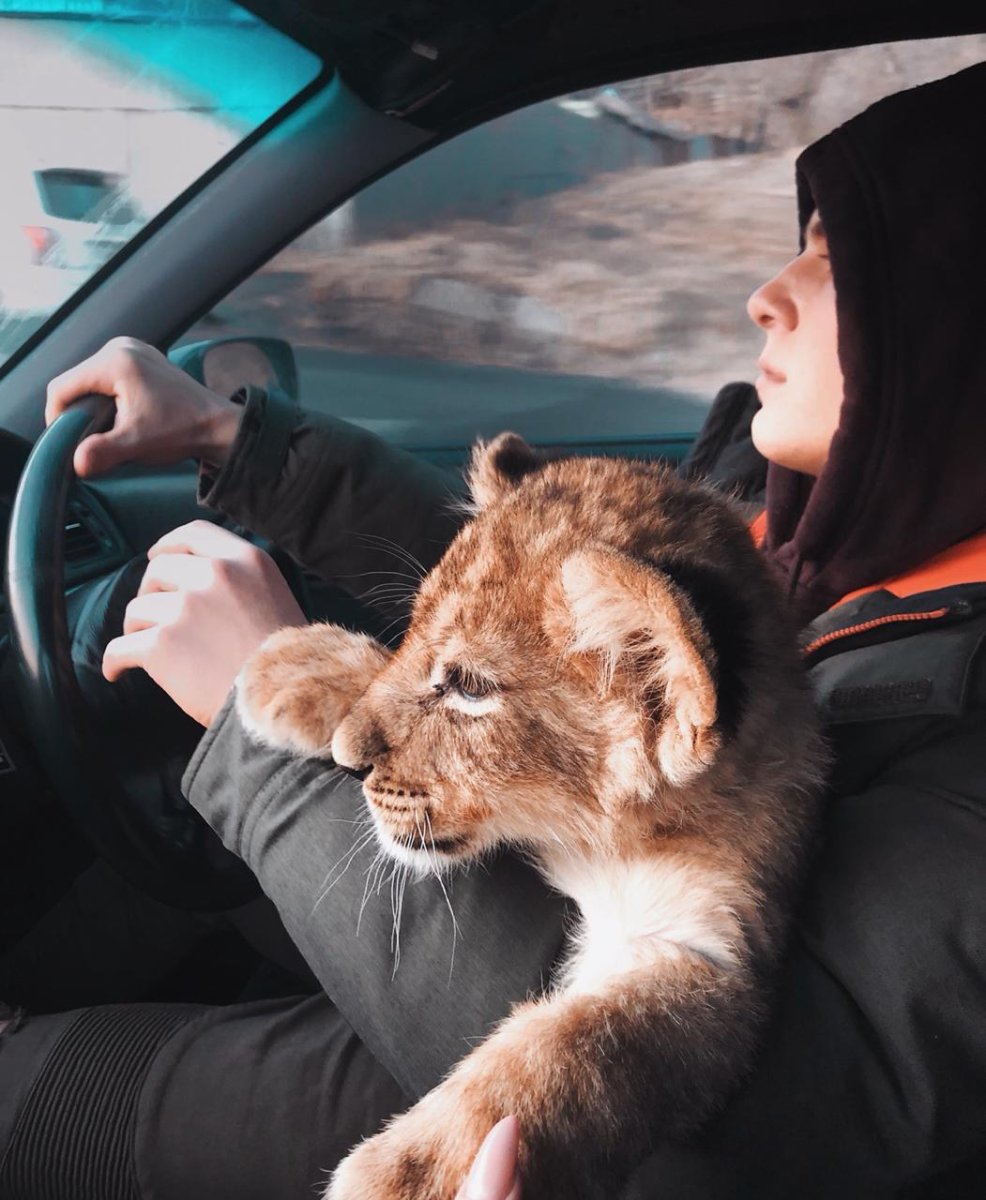 Маленький Львенок в машине