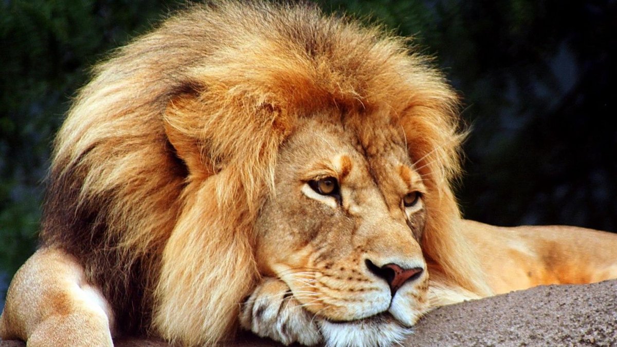 Лев грустит лежит