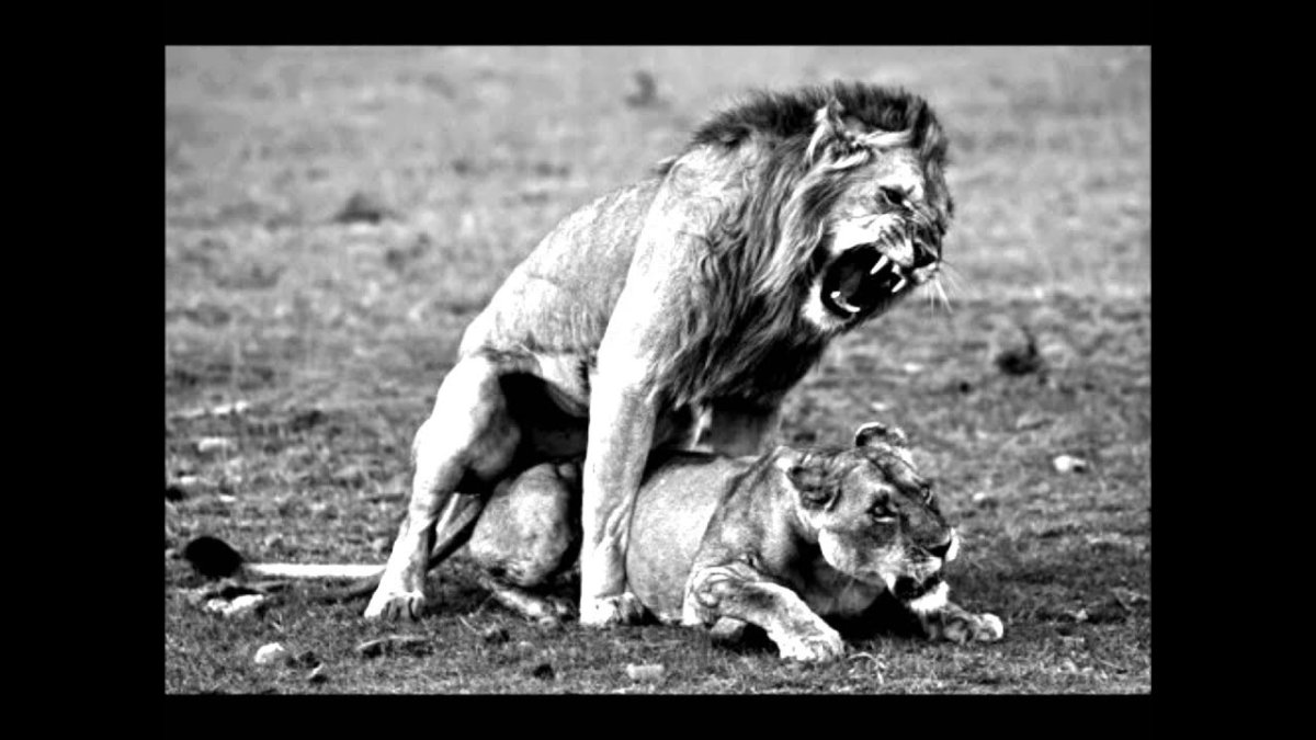 Пьяная львица