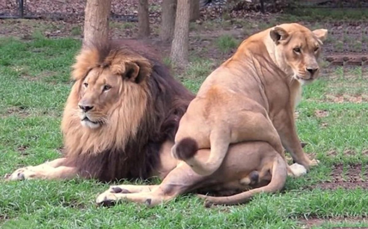 Трахаюются люди сзверями