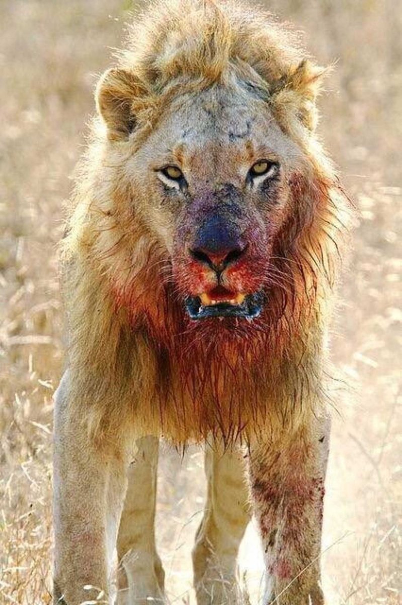 Спаривание Львов