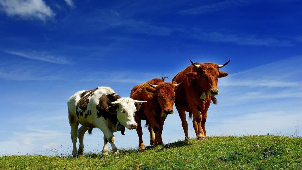 Здоровый теленок