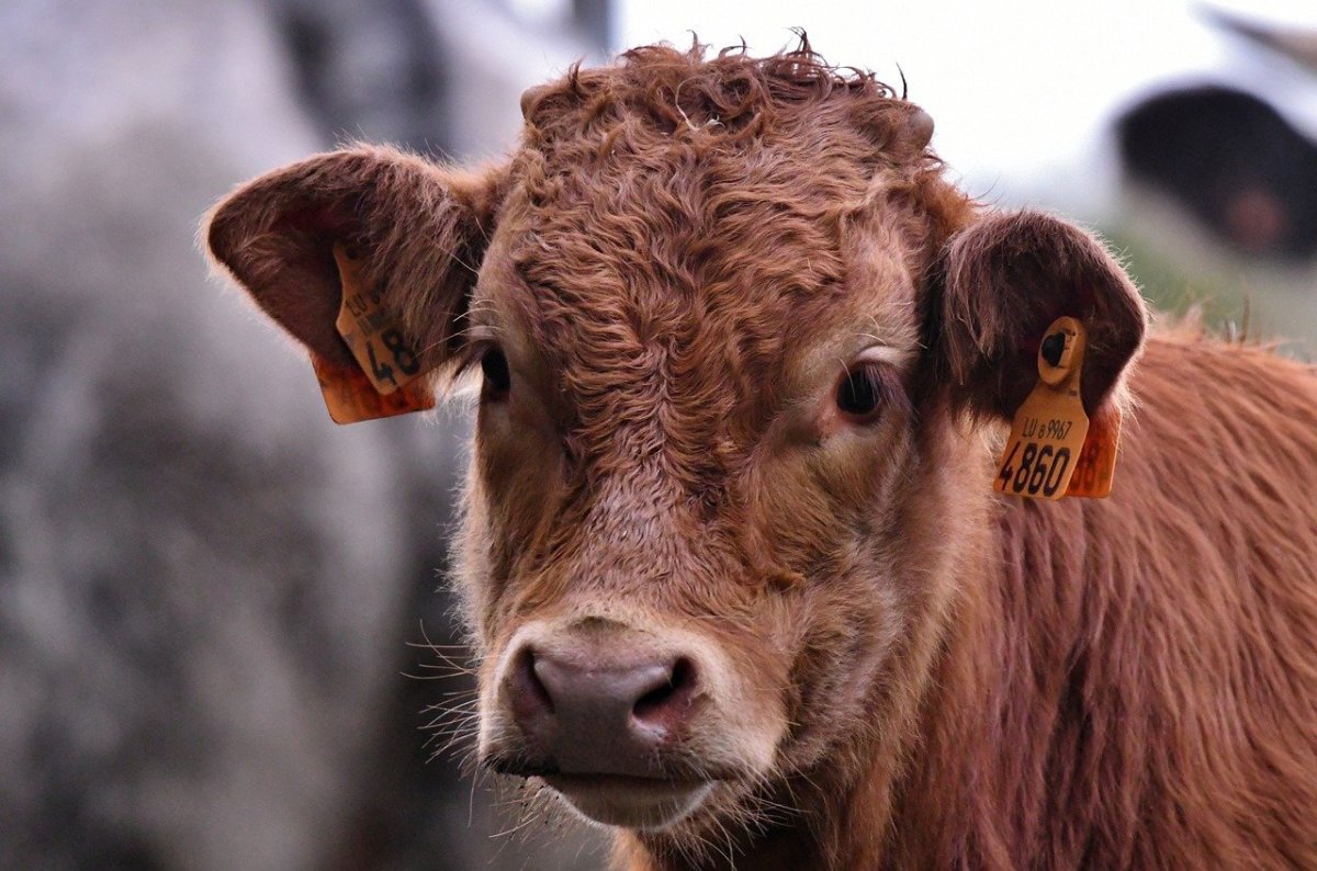 Барабулька на гриле