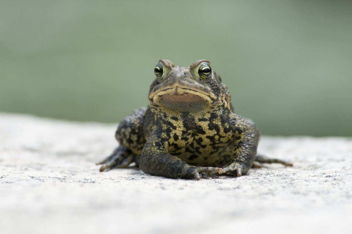 Дальневосточная лягушка