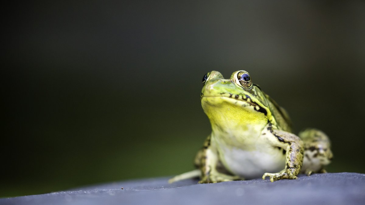 Жабы за столом