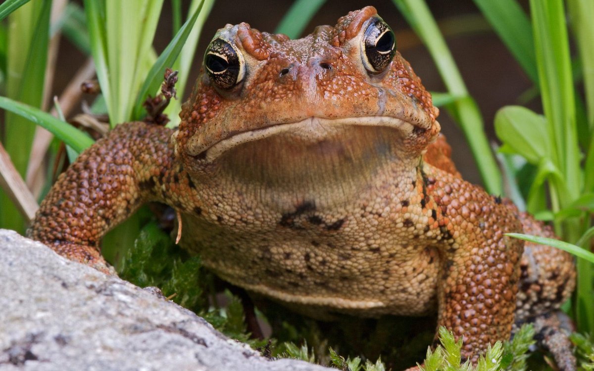 Тиддалик лягушка