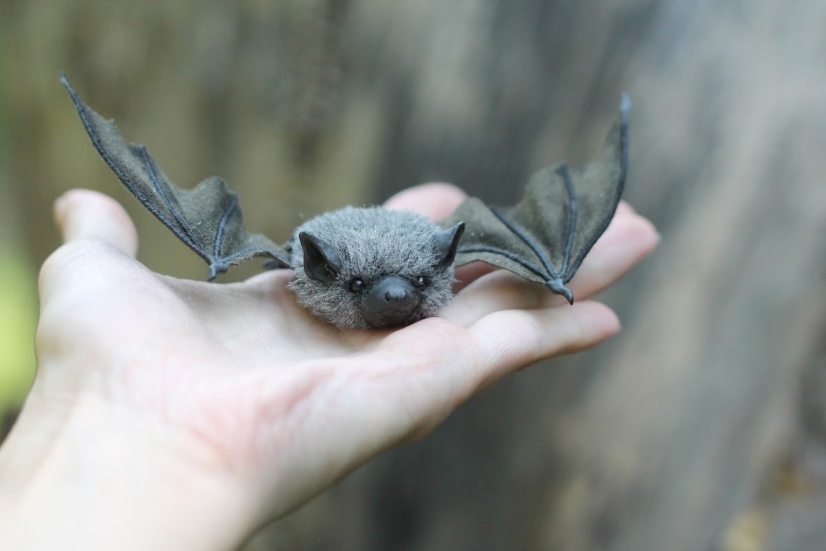 Нургуш летучая мышь