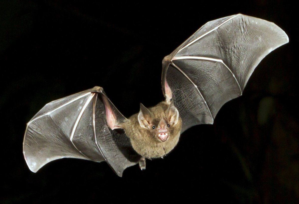 Черная летучая лисица